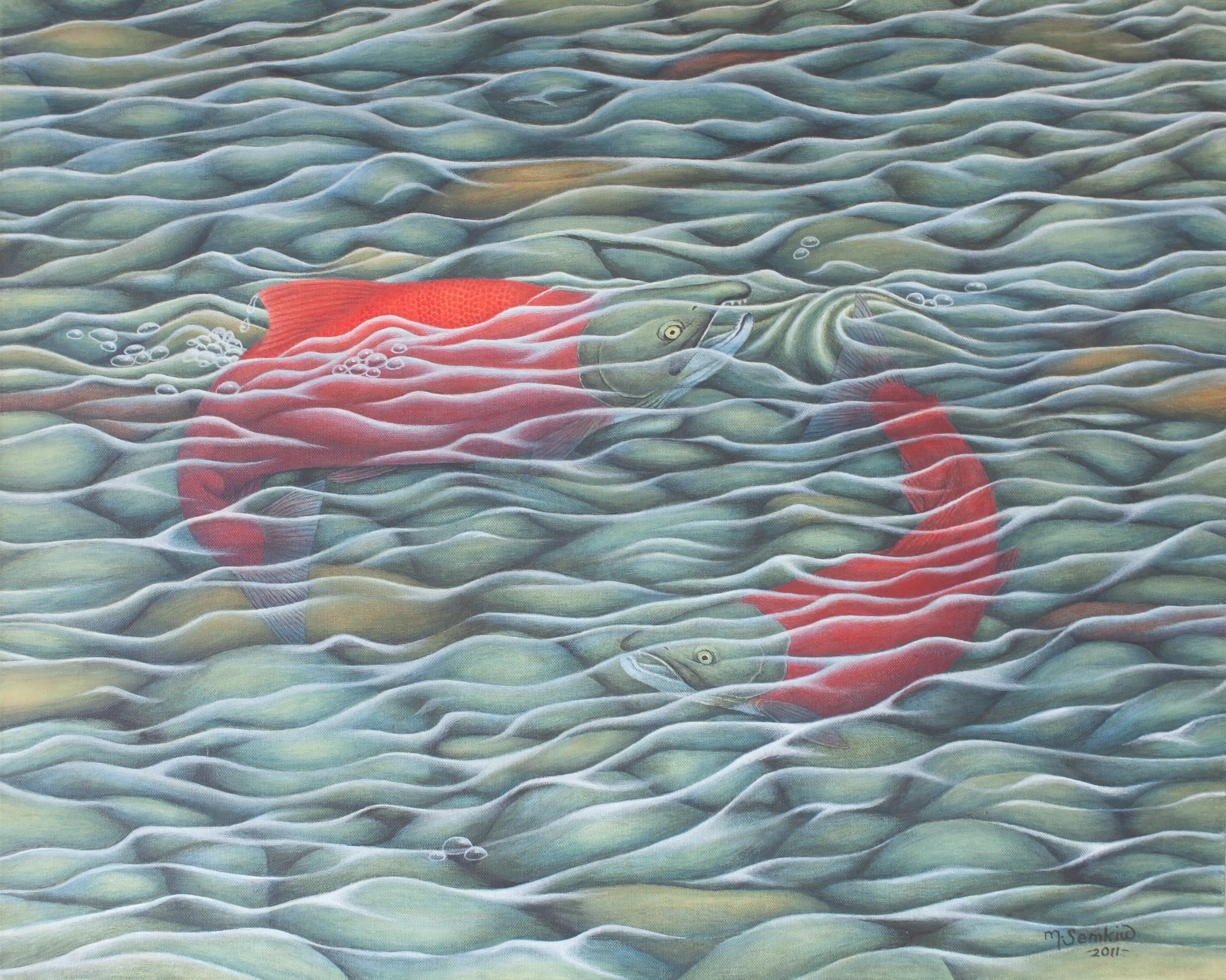 Last Dance (Sockeye Salmon)