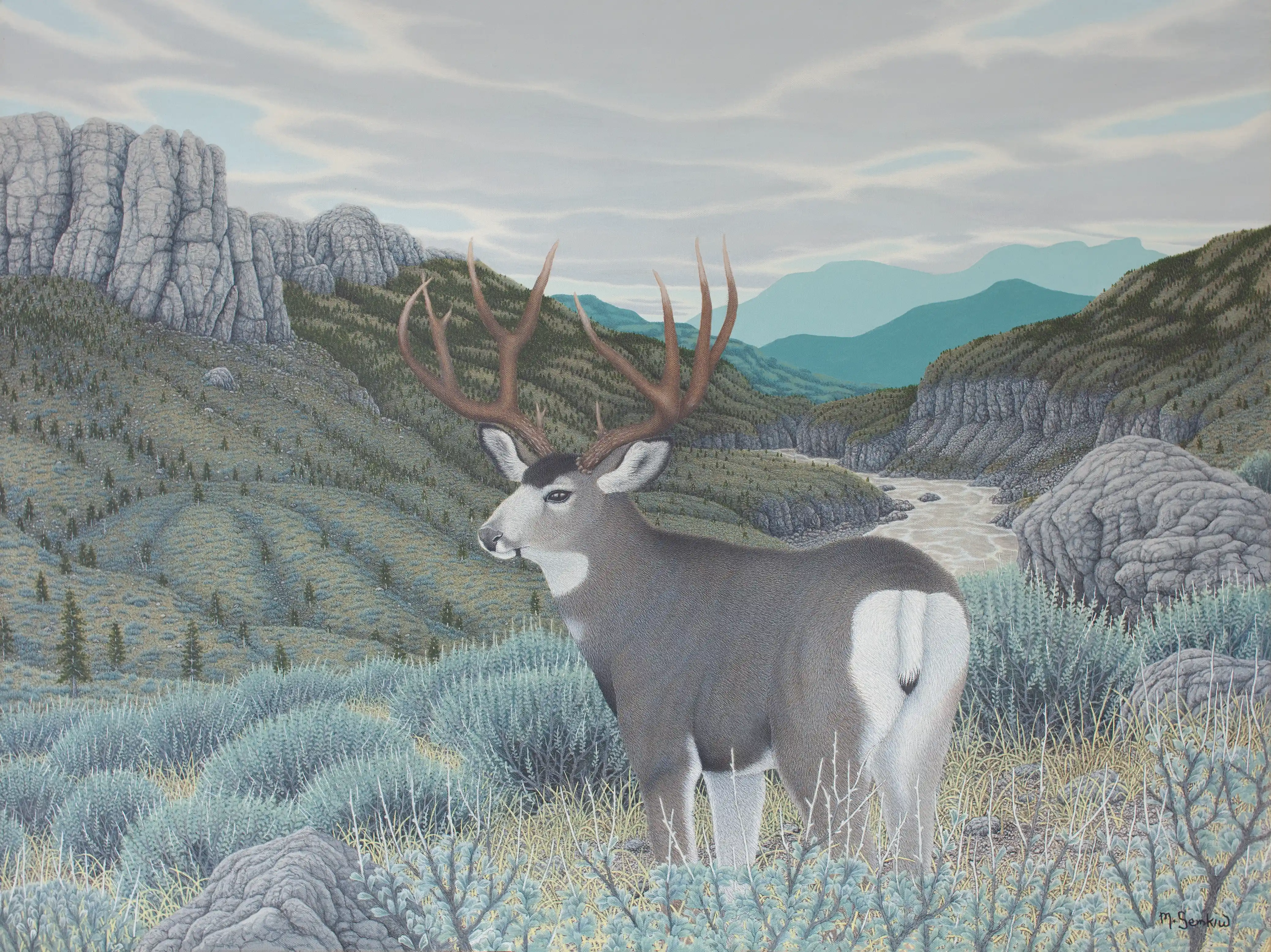Mule Deer