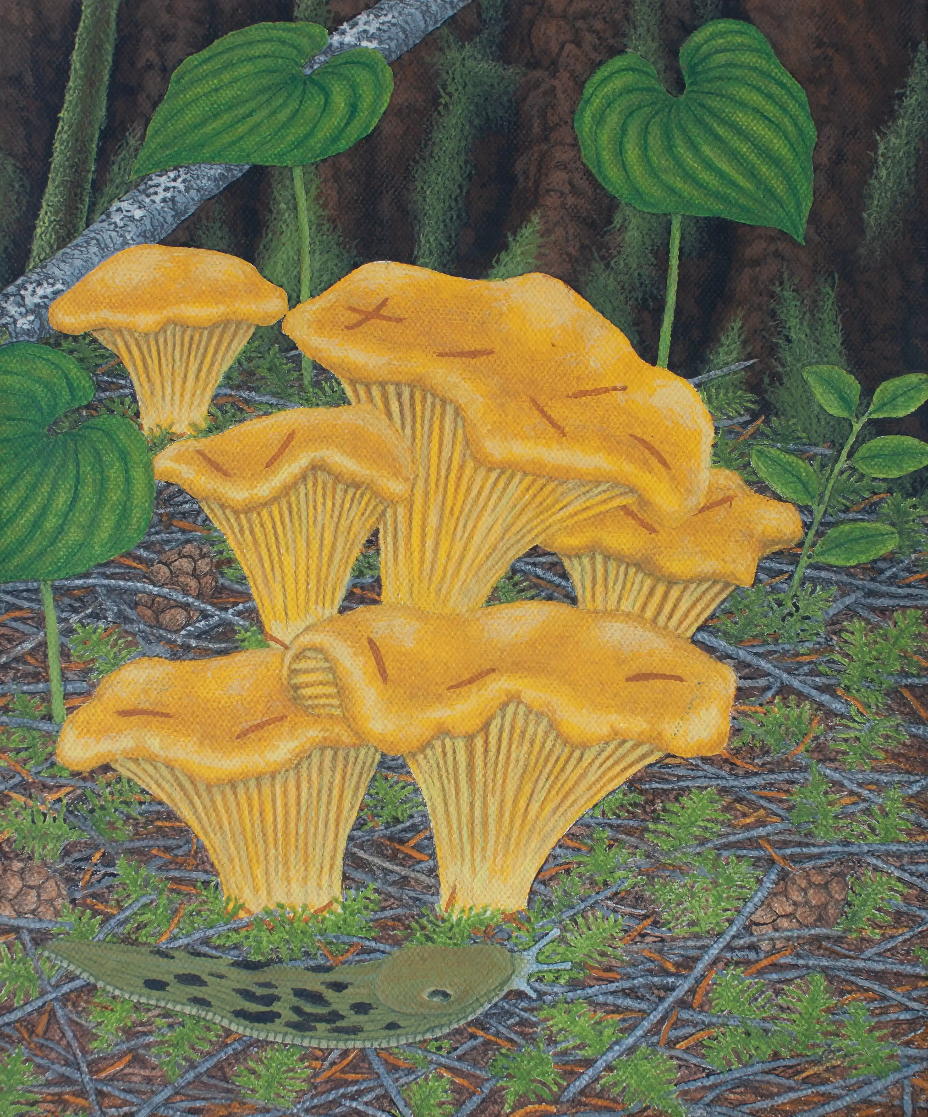 Chanterelle Mushrooms & Banana Slug