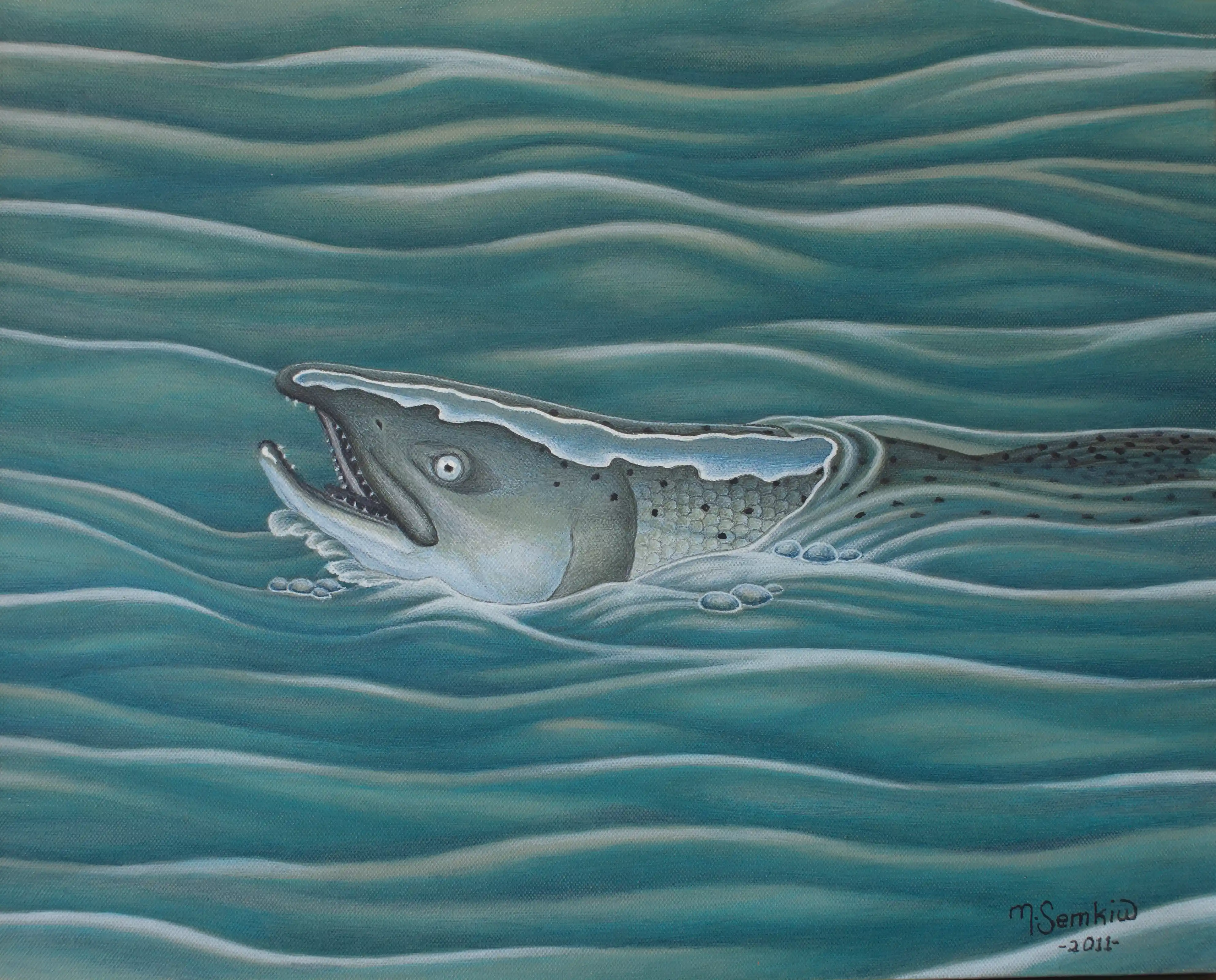 Chinook Salmon