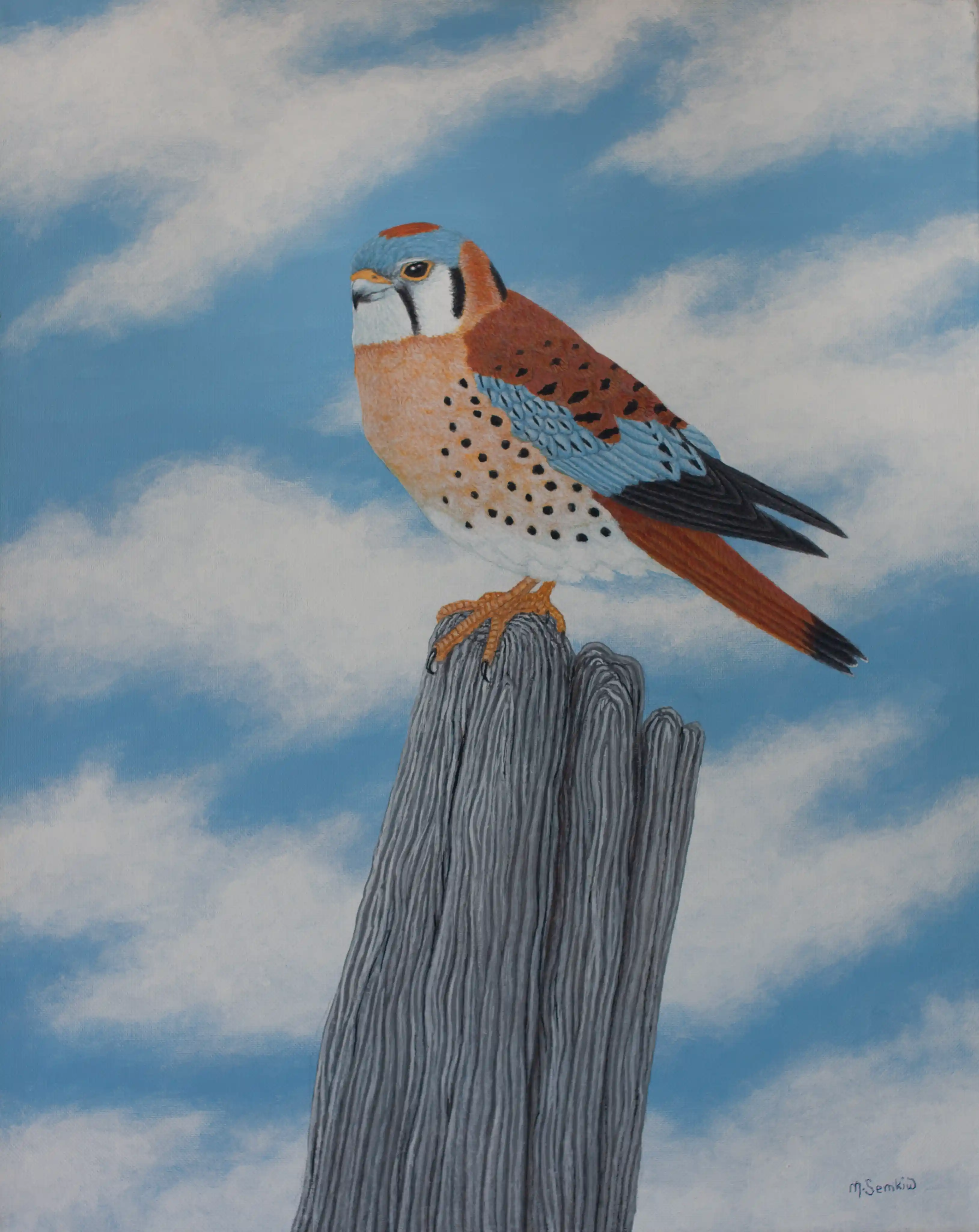 American Kestrel