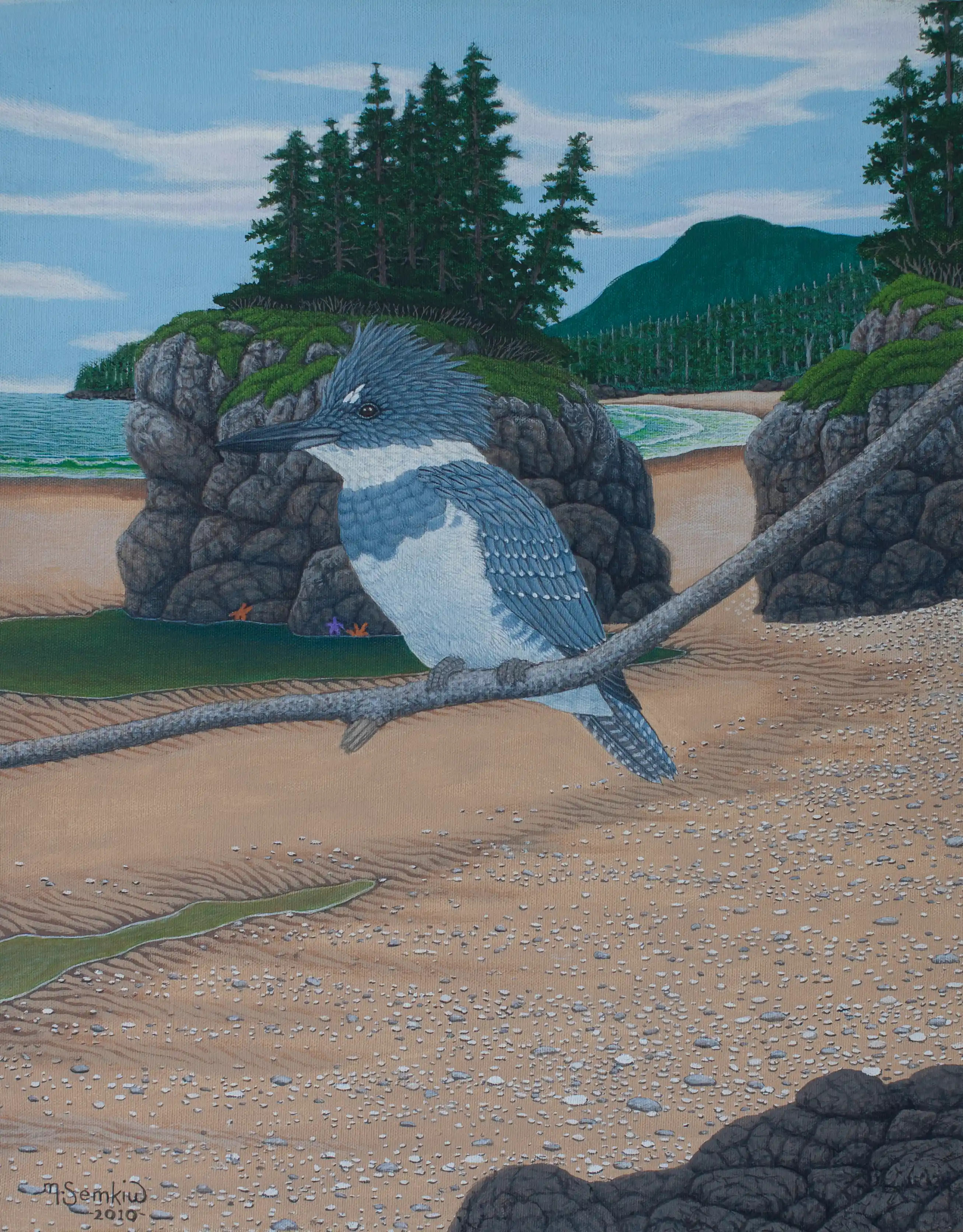Belted Kingfisher