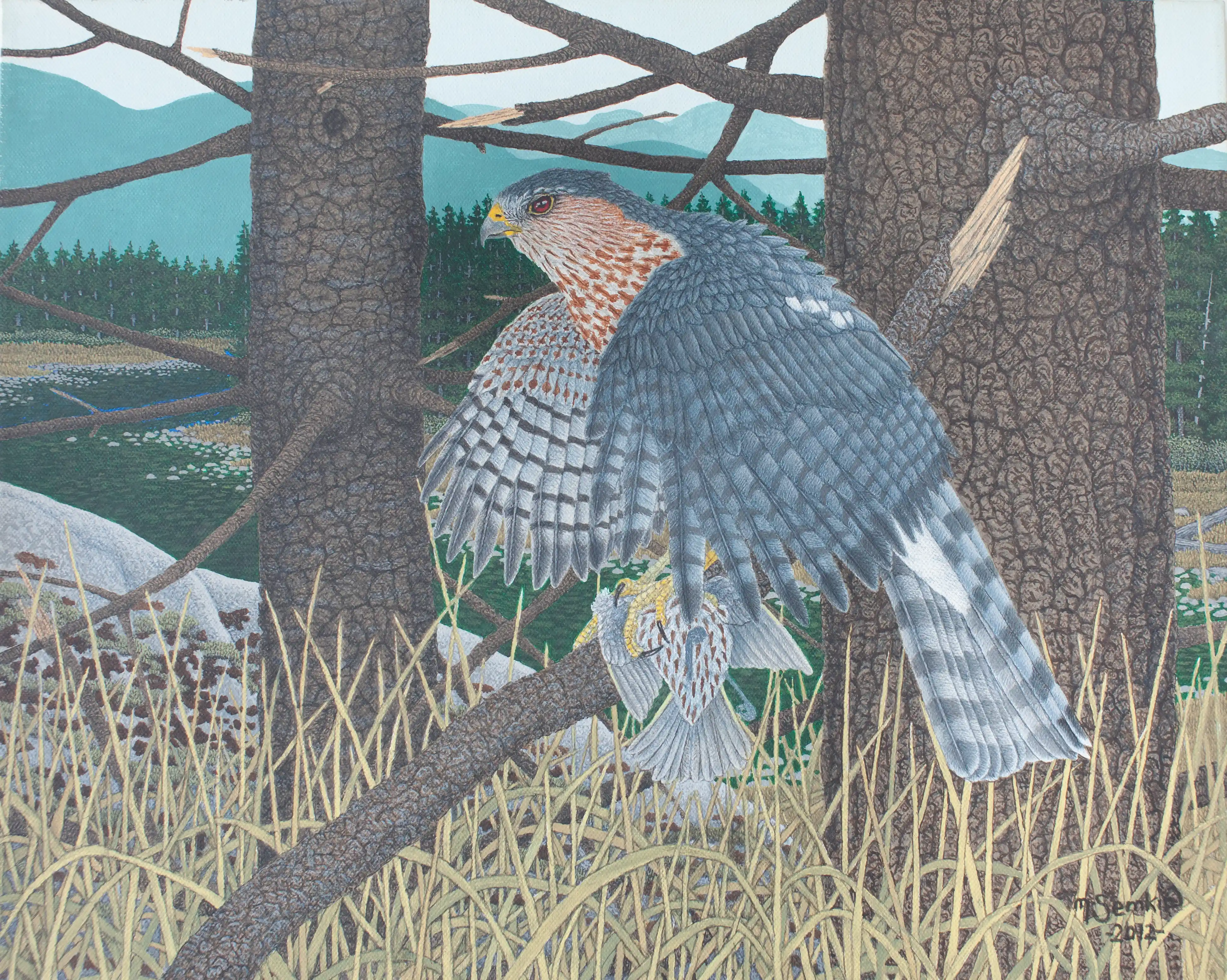 Sharp-Shinned Hawk