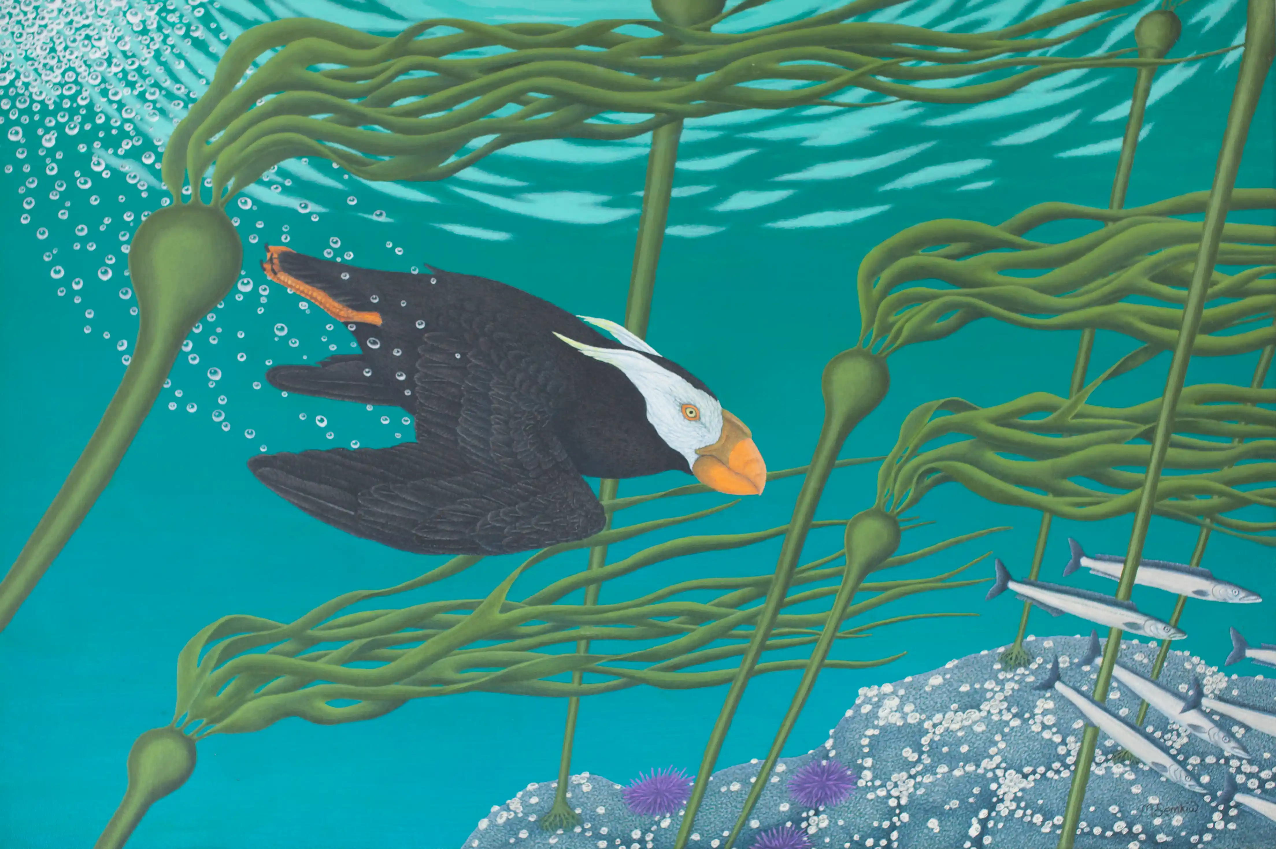 Tufted Puffin