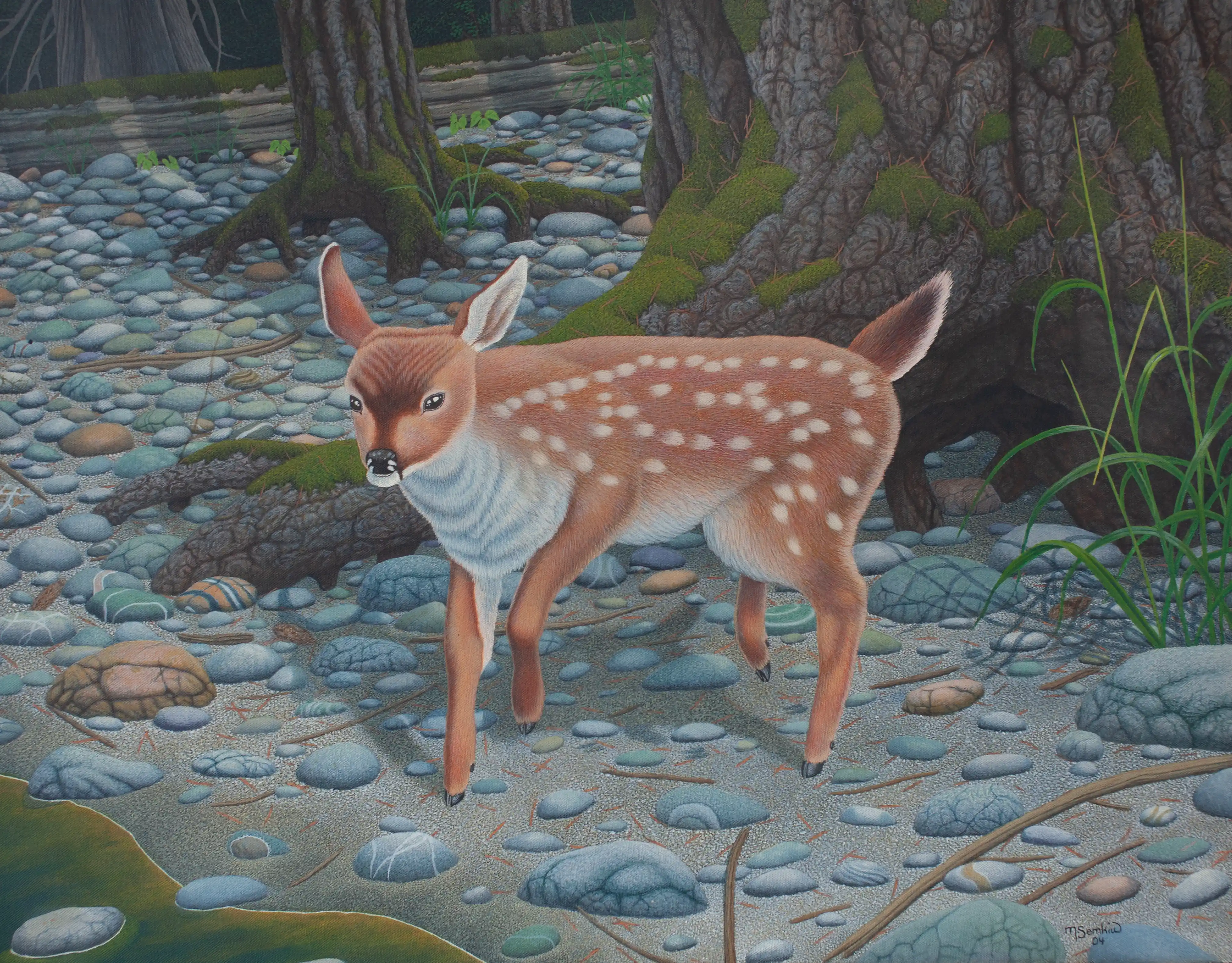 Black-Tailed Deer Fawn