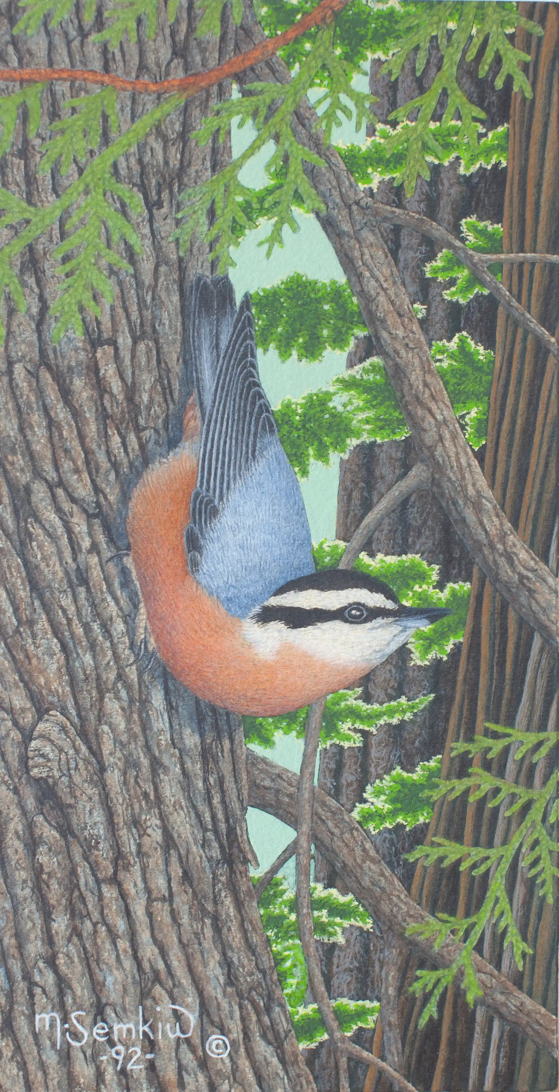 Red-Breasted Nuthatch