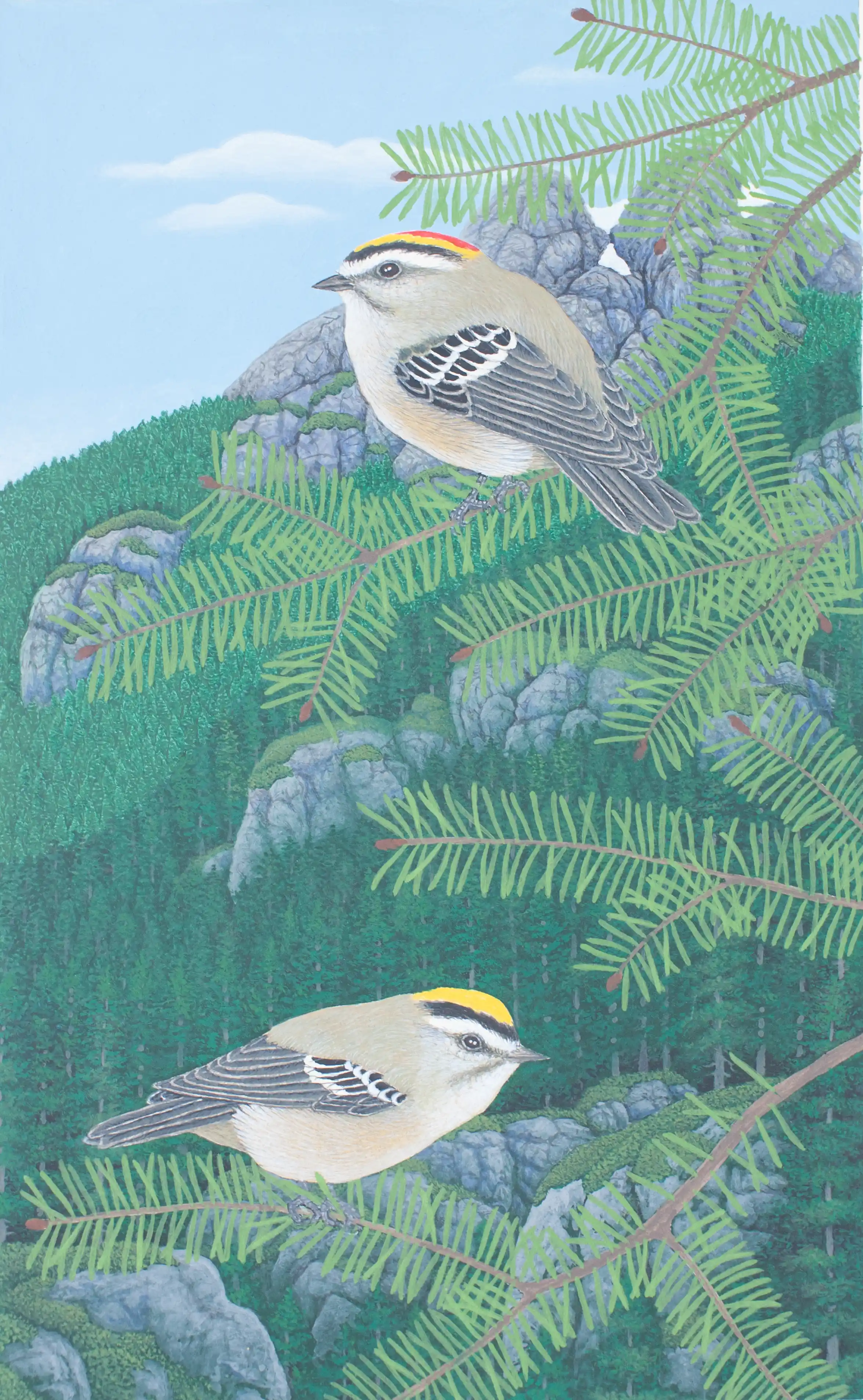 Golden-Crowned Kinglets