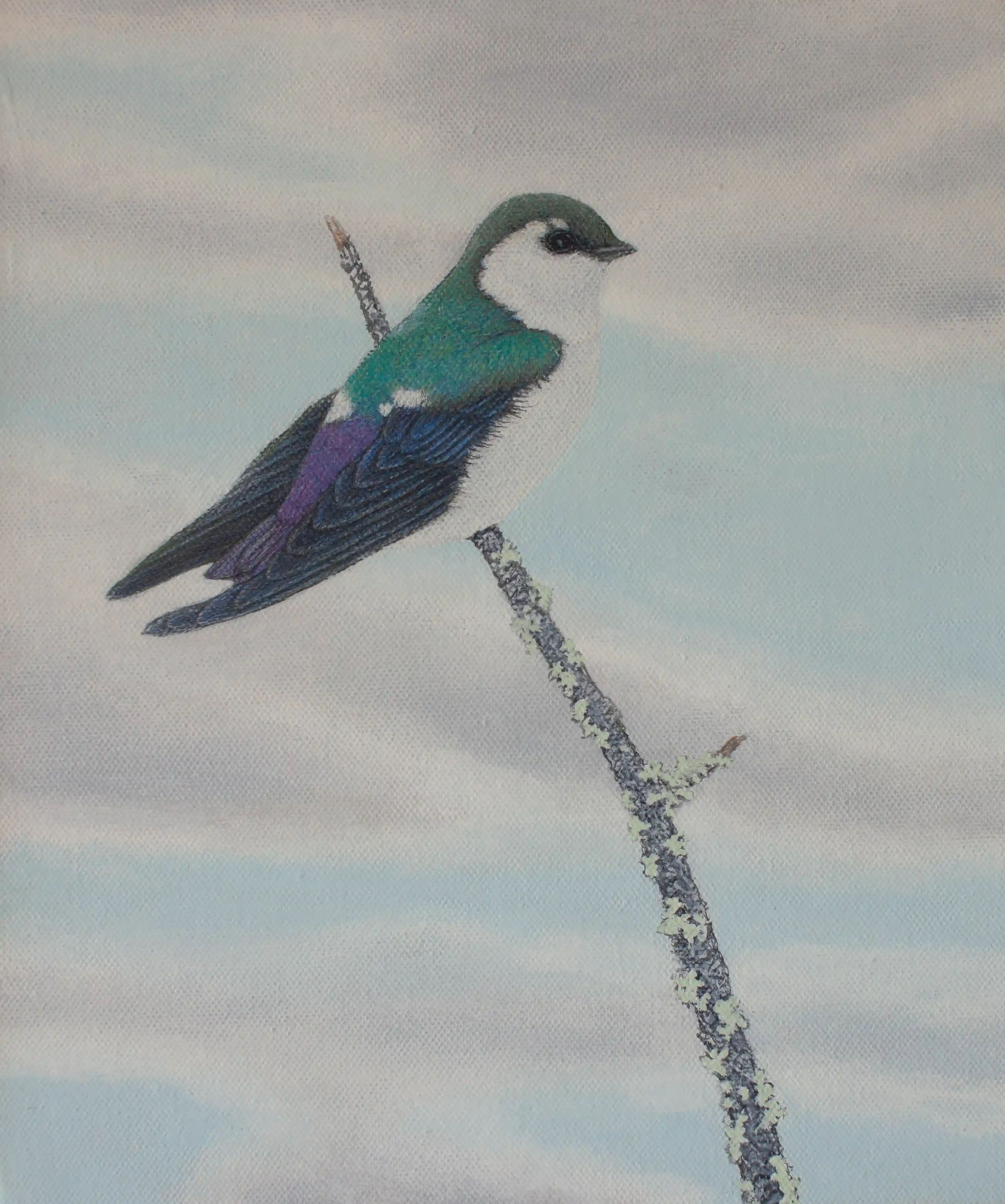 Violet-Green Swallow