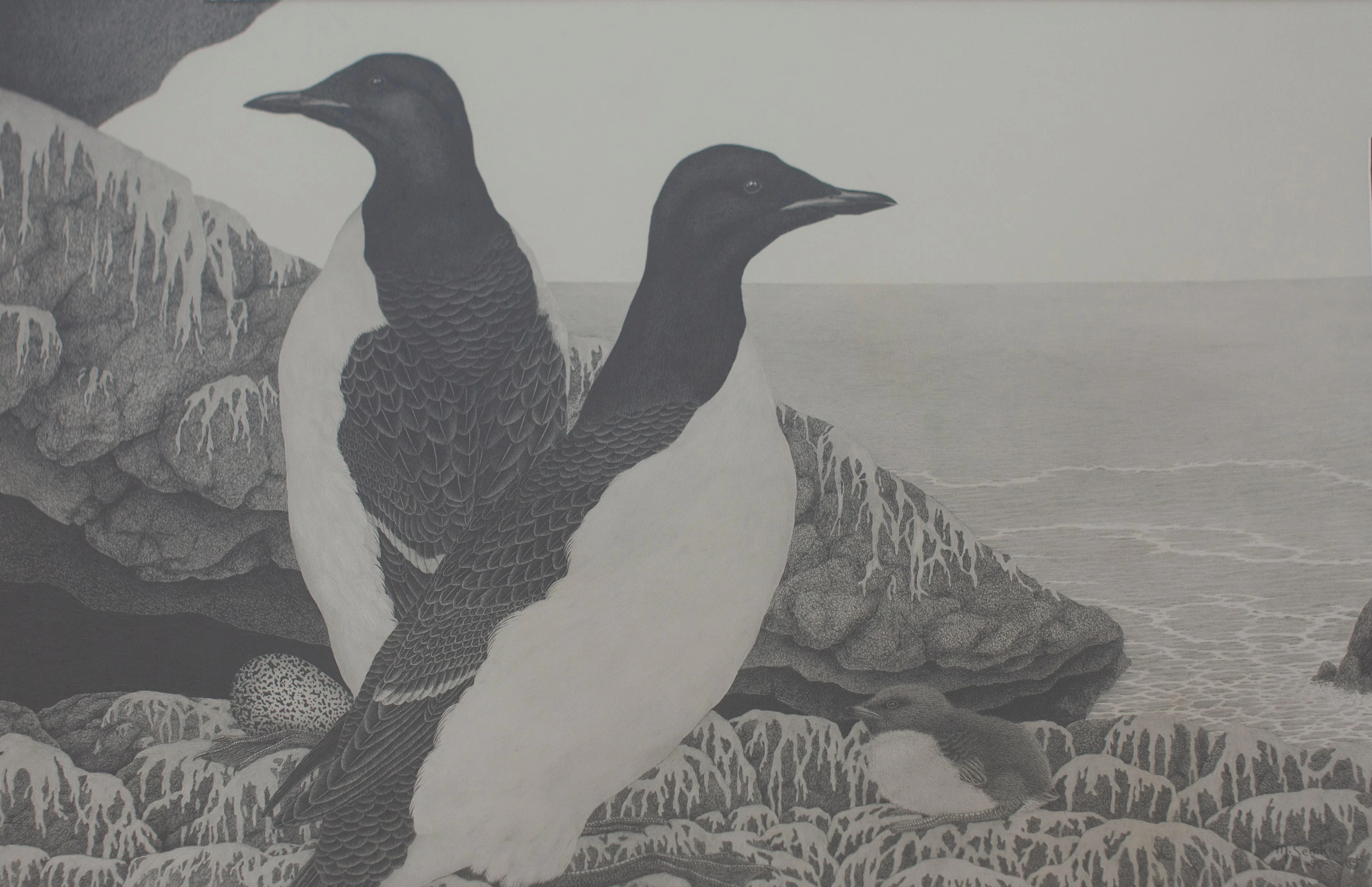 Nesting Site (Thick Billed Murres)