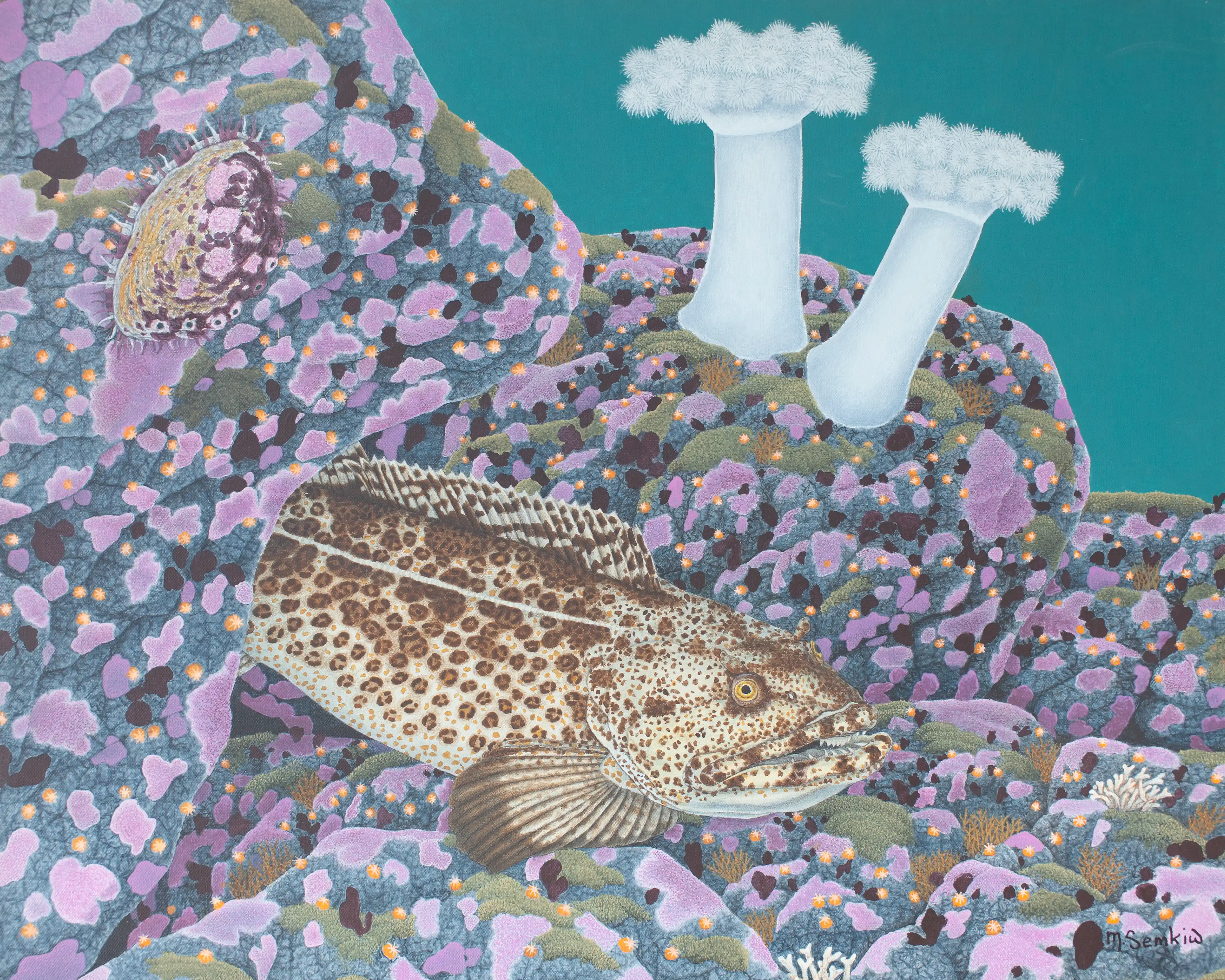 Lingcod