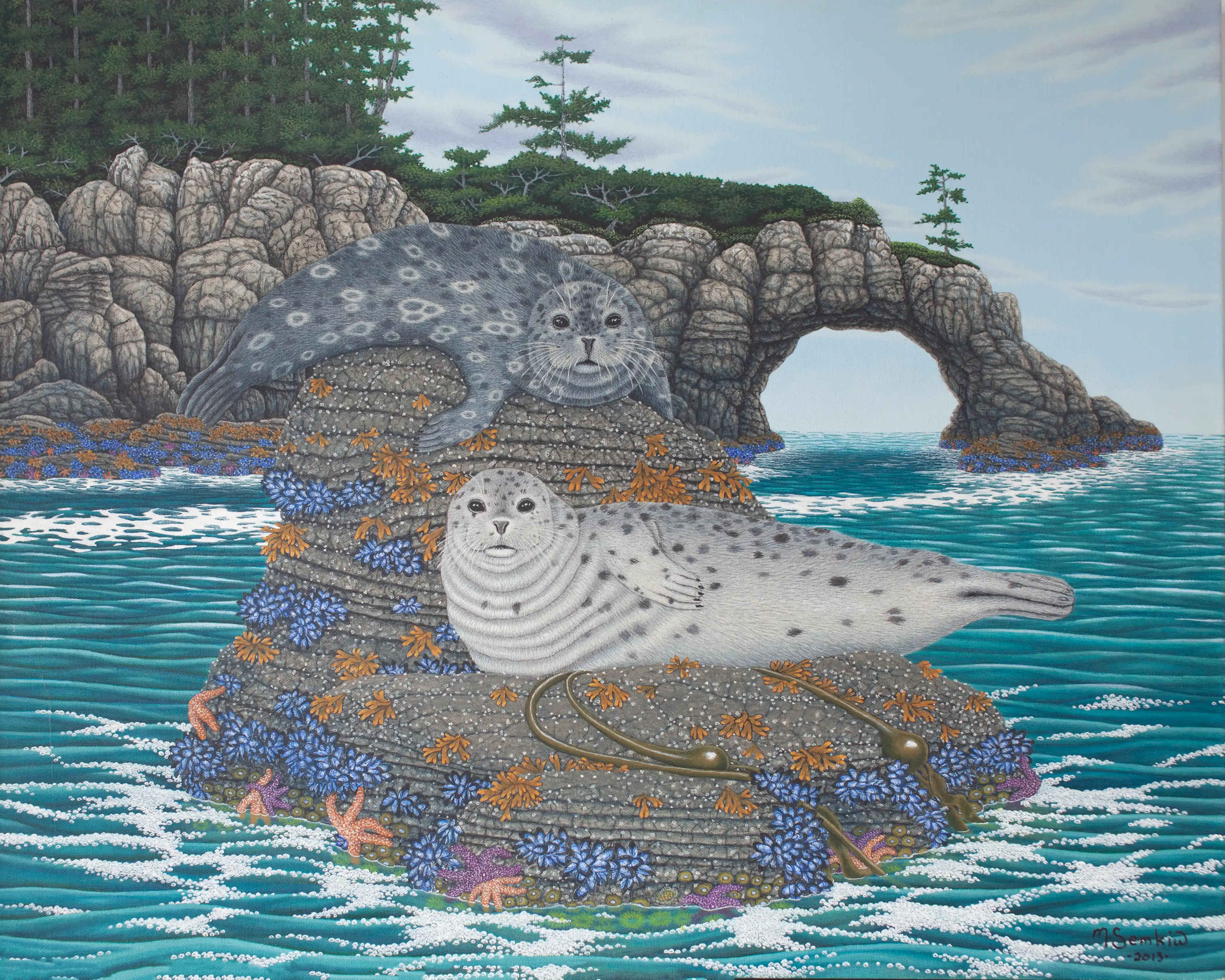 Harbour Seals