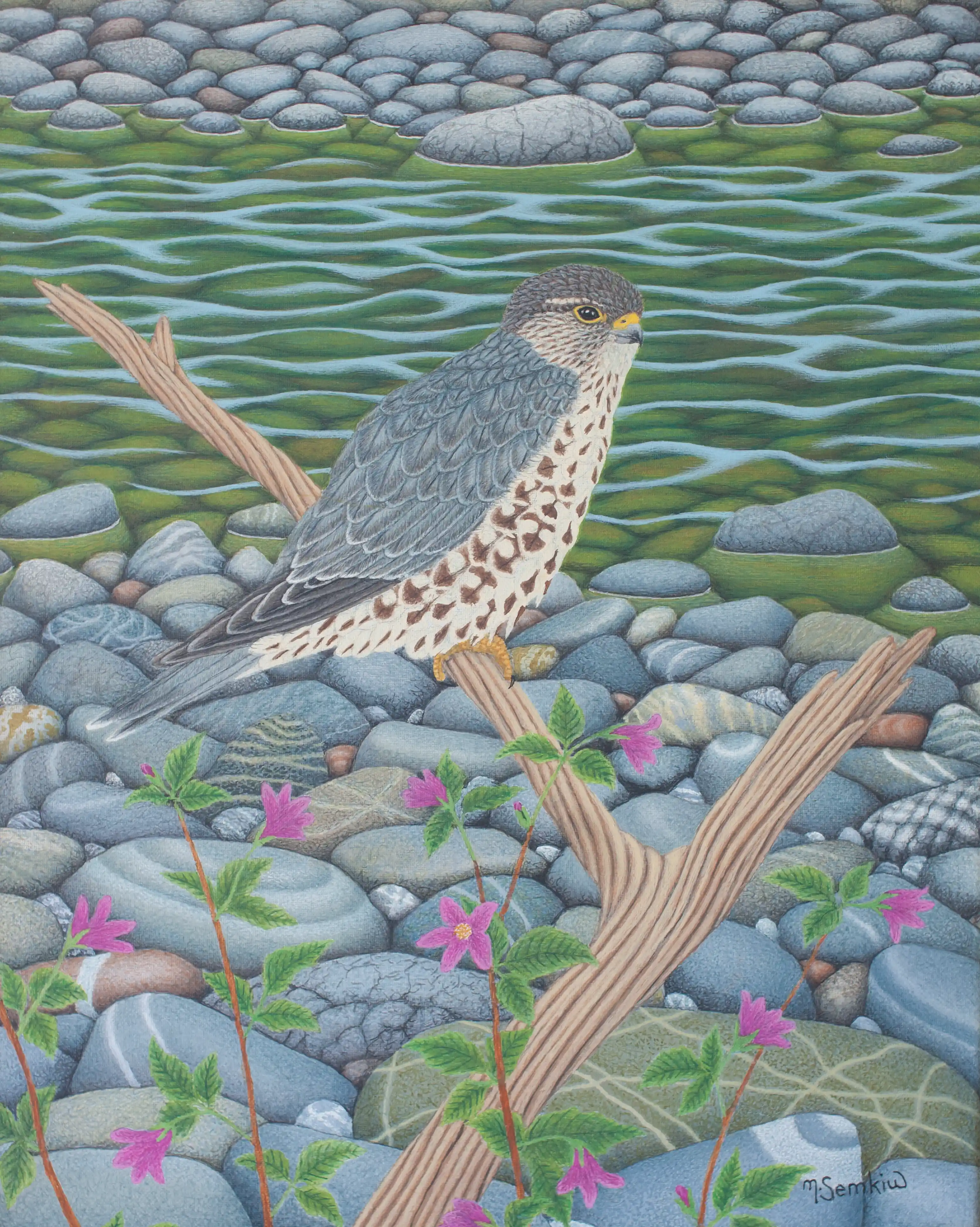 Streamside Visitor (Merlin)